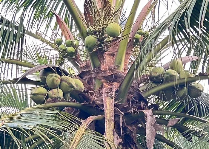 Baan Damnoen 88